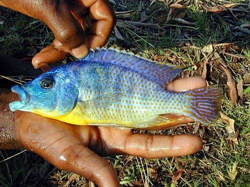 Protomelas ornatus 'Masinje'